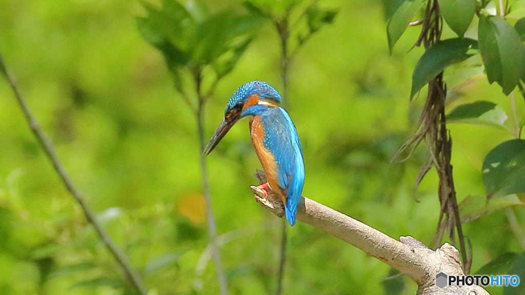 エビは居ないかなぁ