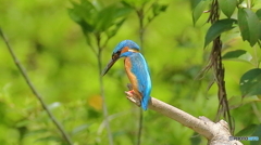 エビは居ないかなぁ