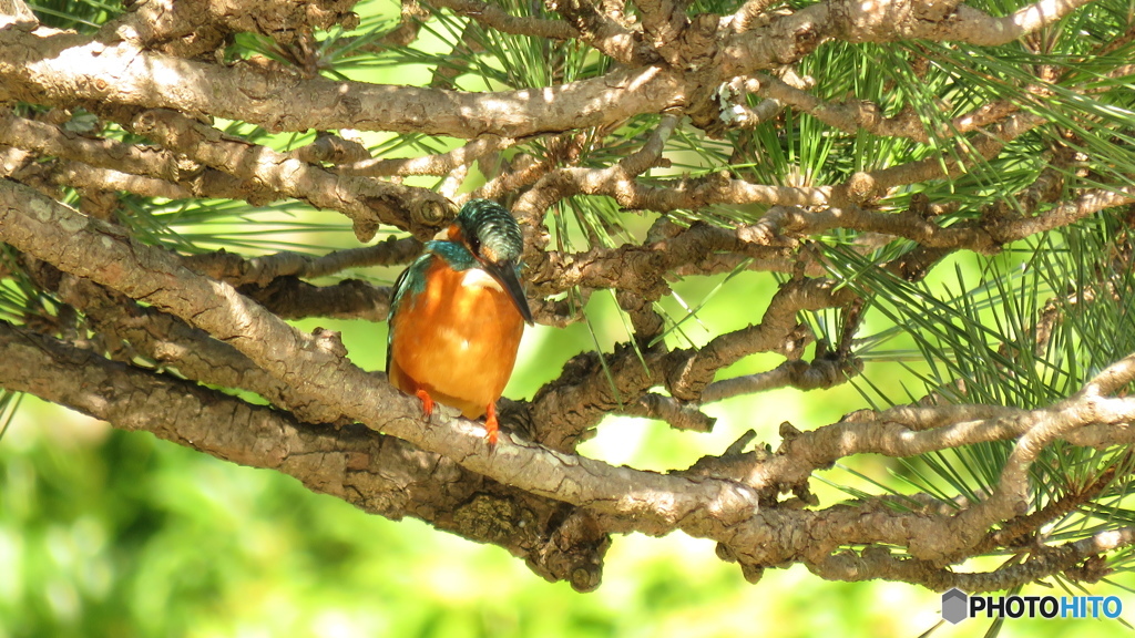 松＆カワセミ３