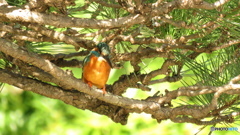 松＆カワセミ３