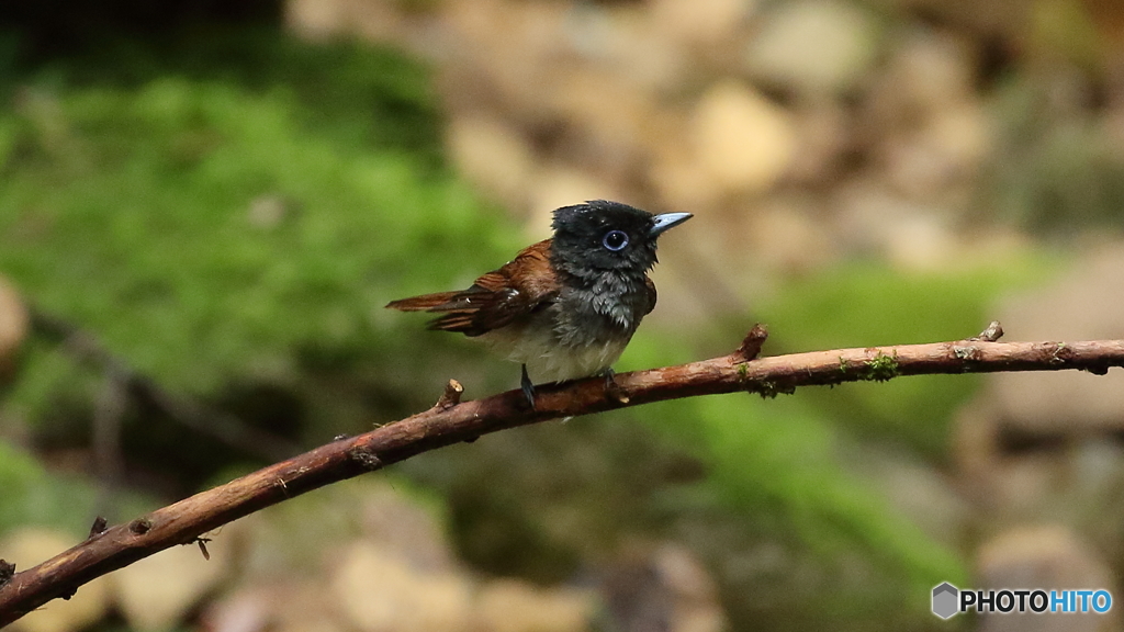水浴びに降りて来たサンコウチョウ４