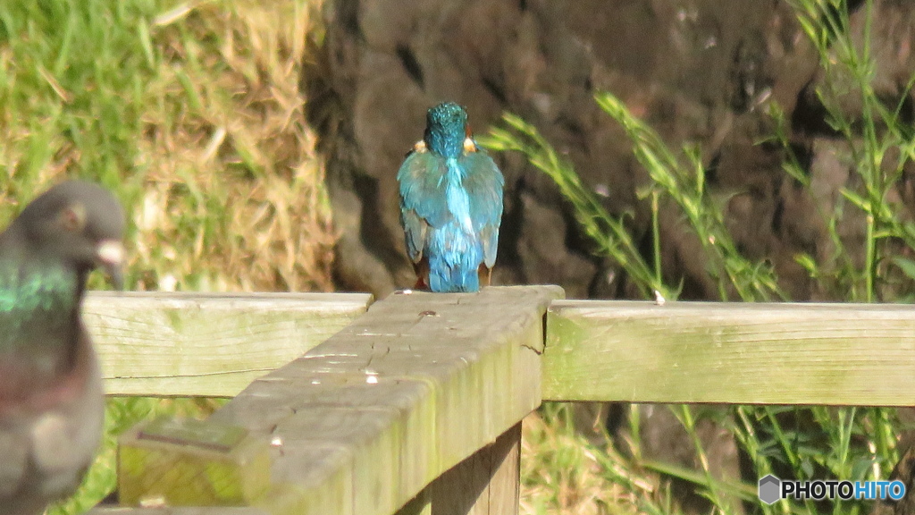 ハトさんと後姿のカワセミ