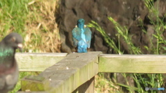 ハトさんと後姿のカワセミ