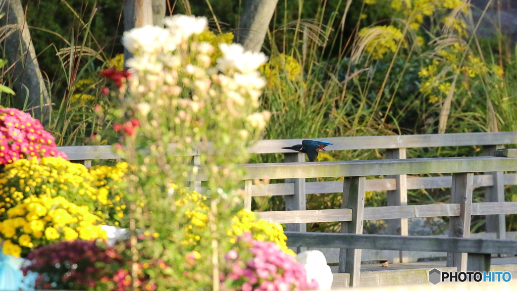 キクカワ　飛び出し２