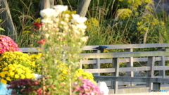 キクカワ　飛び出し２