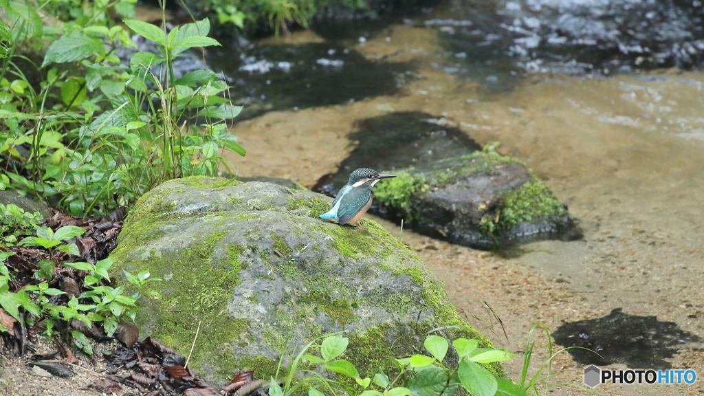 雰囲気のいい所でカワセミ見つけました