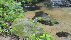 雰囲気のいい所でカワセミ見つけました