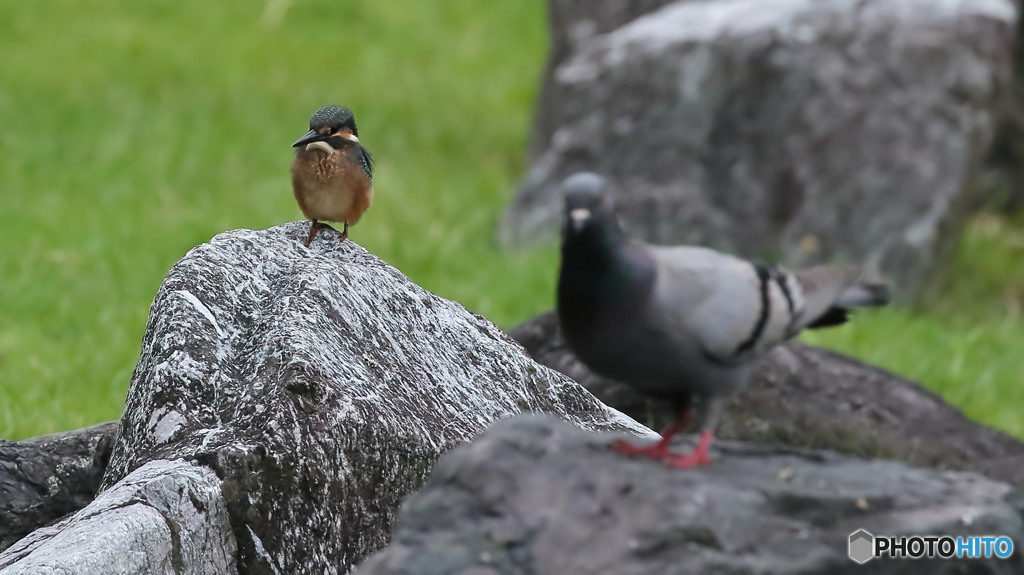 カワセミとハトのツーショット