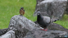 カワセミとハトのツーショット