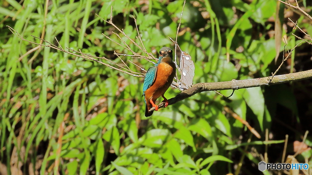 枝の先端にて３