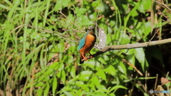 枝の先端にて３