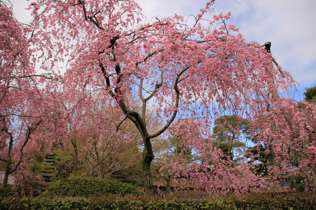 別荘街の枝垂桜
