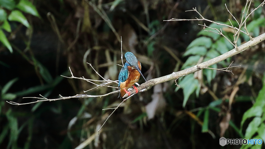 飛び込み枝に止まって２
