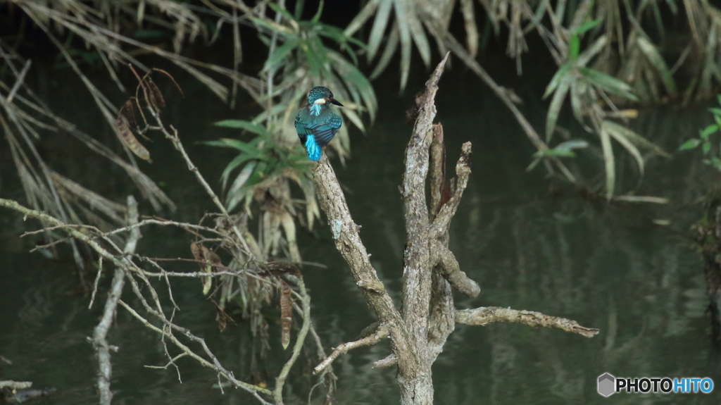 後ろ姿もいいな～
