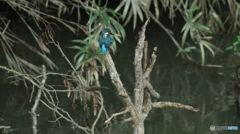 後ろ姿もいいな～