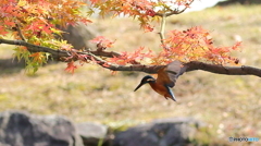 モミカワラストウイークかな？４