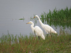 ダイサギ