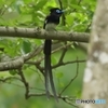 サンコウチョウ　止まり物１