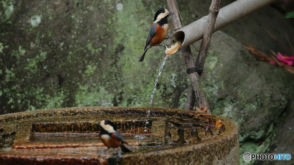 水琴窟に集まる野鳥たち（水飲むヤマガラ）