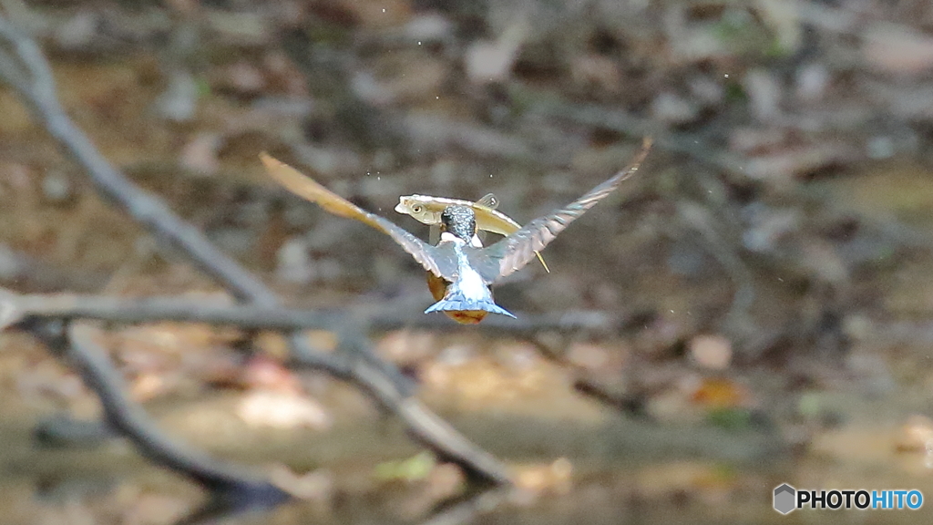 串魚一本上がり～