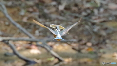 串魚一本上がり～