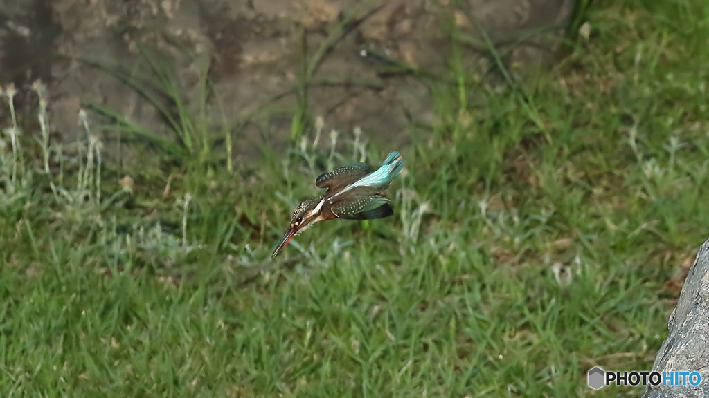飛び込み