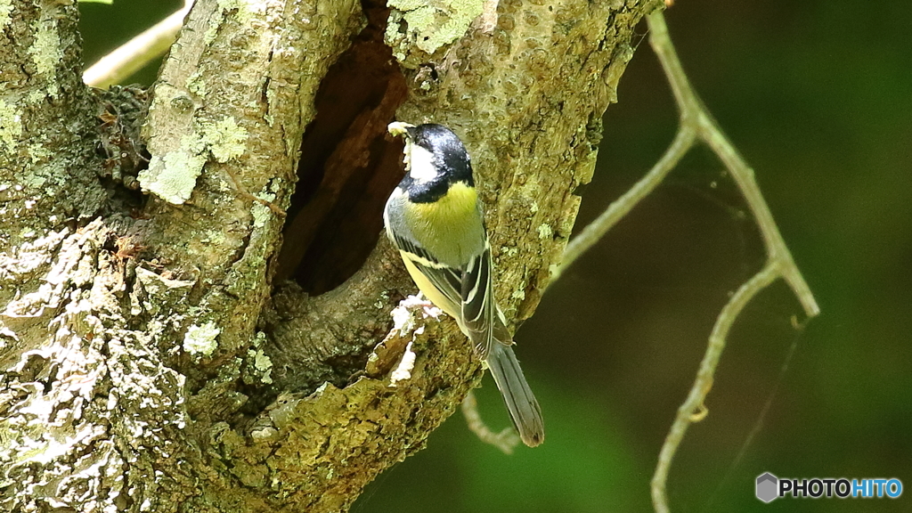 シジュウカラの給餌
