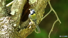 シジュウカラの給餌