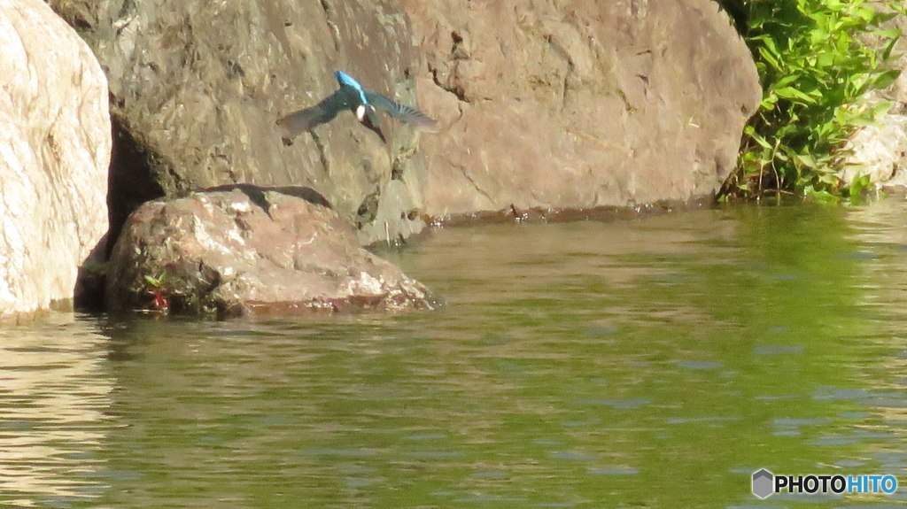 カワセミの飛び込み１