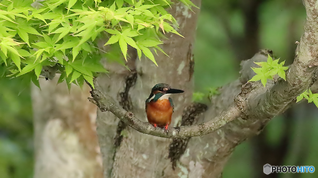 如何しようかな