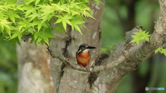 如何しようかな