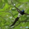 サンコウチョウ　飛翔