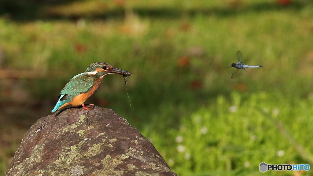トンボとお見合い