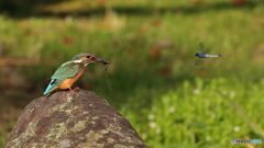 トンボとお見合い