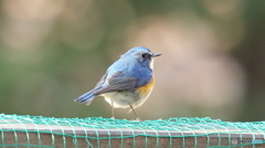 青い鳥見ぃつけた