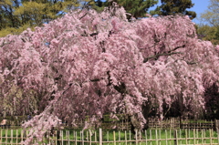 京都御所　桜５
