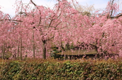 別荘街の枝垂桜