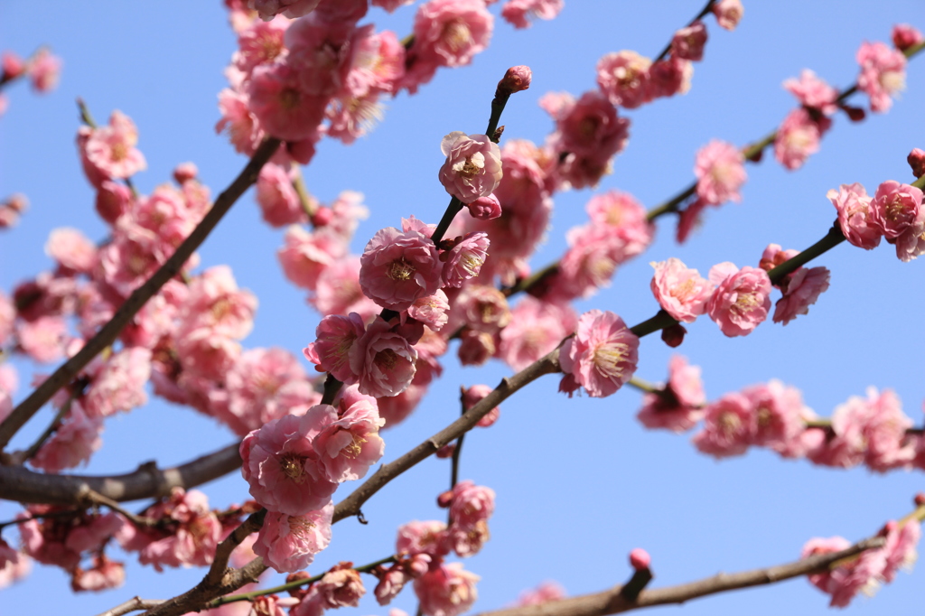 須磨離宮公園　梅１