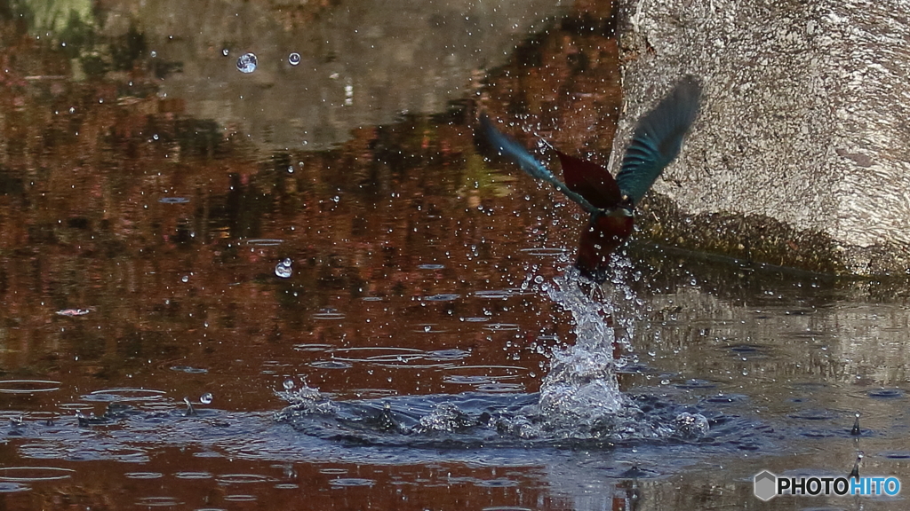 魚じゃ無いよ葉っぱだよ２