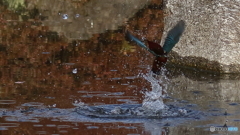 魚じゃ無いよ葉っぱだよ２