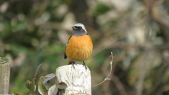 ジョウビタキ♂