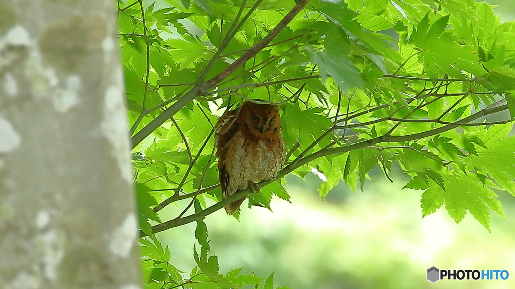 赤茶コノハズクの親