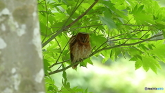 赤茶コノハズクの親