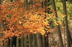 常寂光寺 3