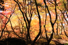 嵐山紅葉１１