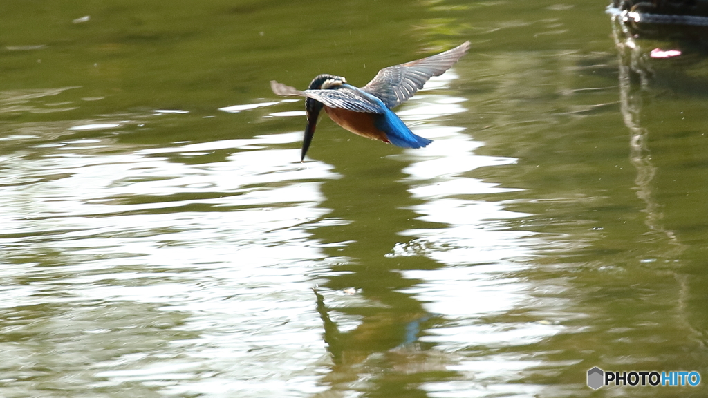 獲物はいるかな？