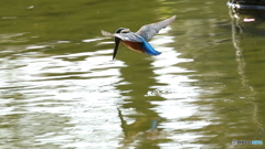 獲物はいるかな？