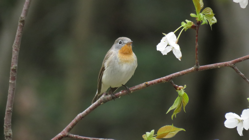 そろそろ南の家に帰ろかな