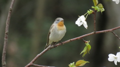 そろそろ南の家に帰ろかな