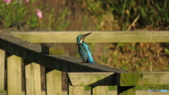 もう逃げたかな